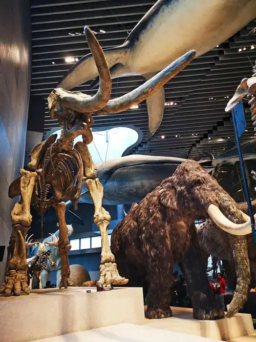 上海科技馆和自然博物馆 华为pro20 拍摄