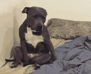 动物gif二哈gif搞笑gif呆萌gif