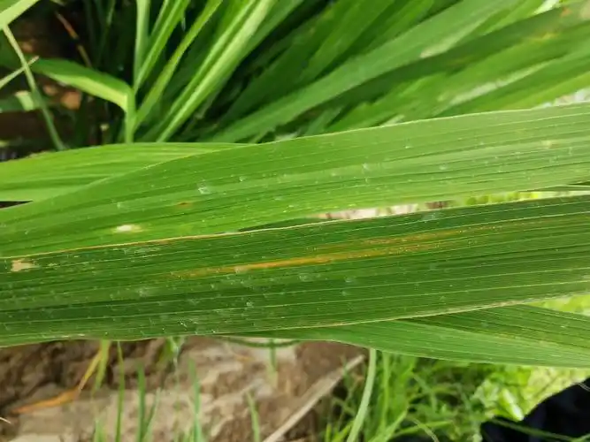 水稻细菌性条斑病的防治