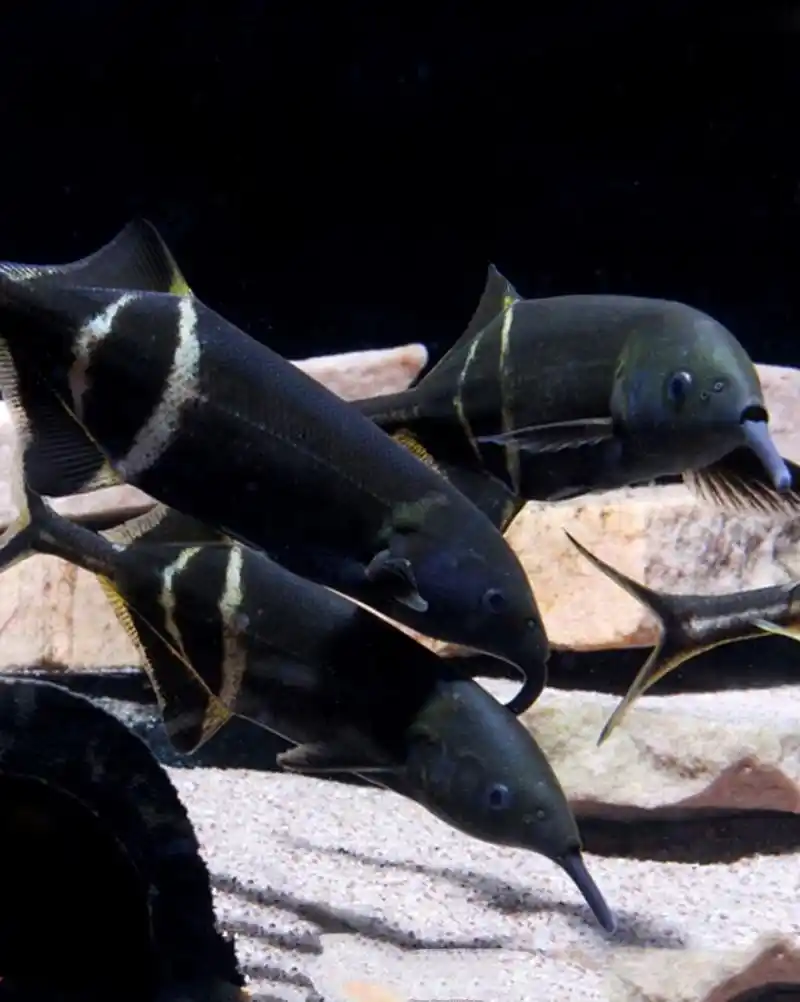 象鼻鱼-水里也有大象?