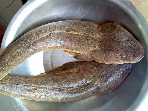 每天认识一种鱼155丨鲬鱼硬骨头的狗腿鱼