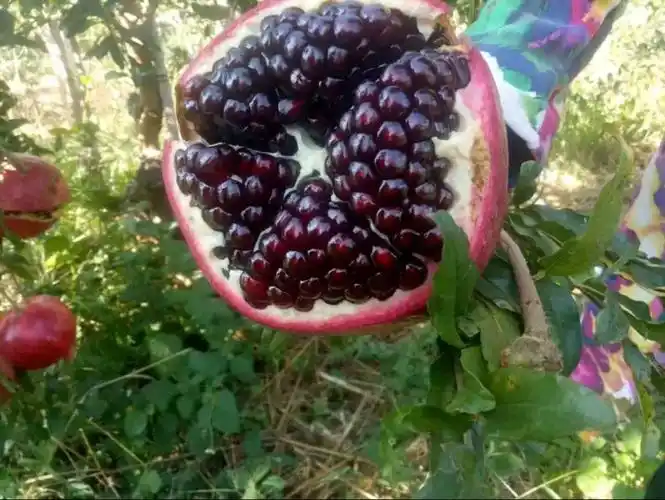 黑籽甜石榴树苗大果黑籽甜石榴树苗盆栽地栽当年结果