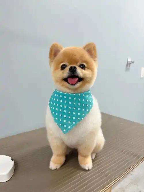 多伦多宠物美容手剪俊介造型博美louie