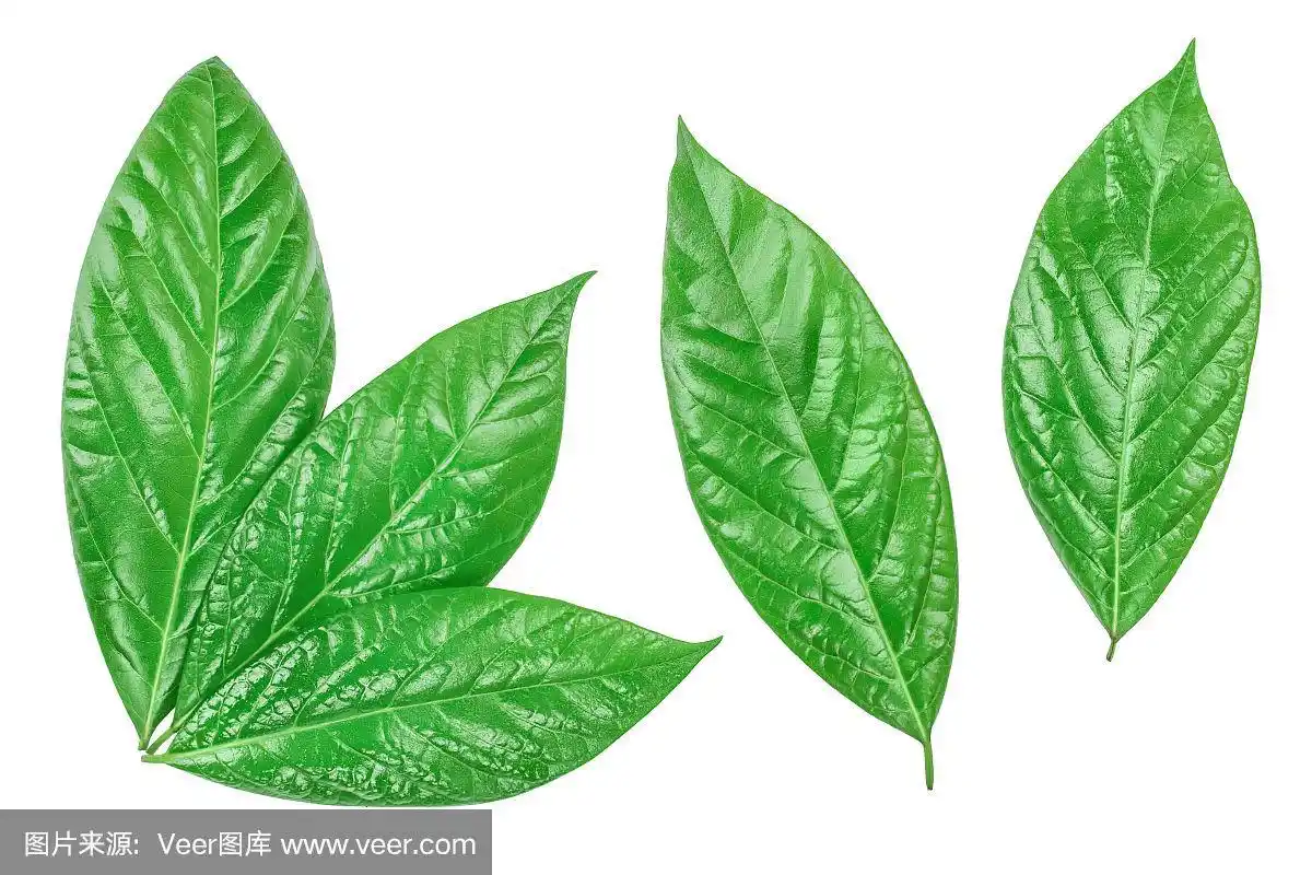 新鲜牛油果叶子孤立在白色背景