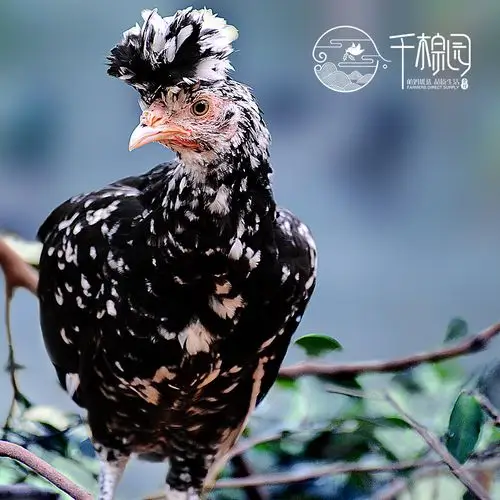 真宗放养贵妃鸡土鸡母鸡农家鸡草鸡新鲜活体现杀笨鸡走地鸡有公鸡