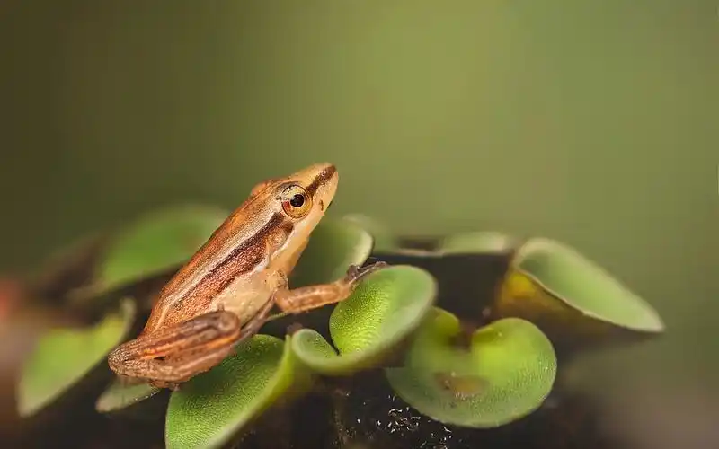 壁纸 青蛙,植物叶子