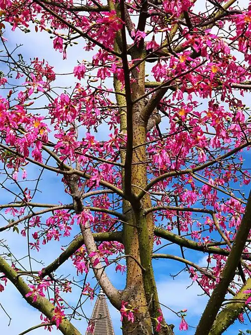 【花卉类】福州·美丽异木棉