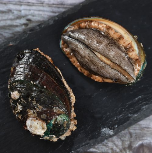 新鲜2斤鲍鱼鲜活12头超特特大崂山九孔鲜鲍鲍鱼