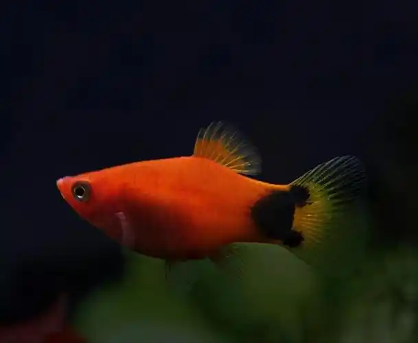 小型热带鱼品种大全图片(30种常见热带观赏鱼)
