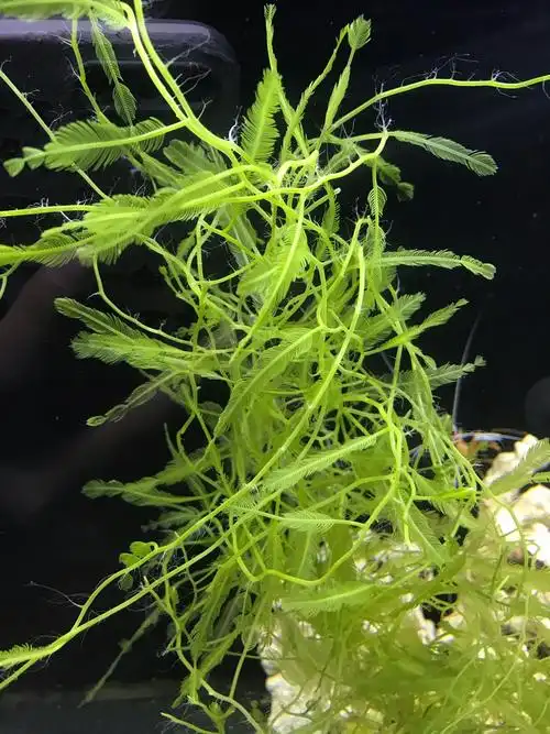 鱼友福利!送羽毛藻!