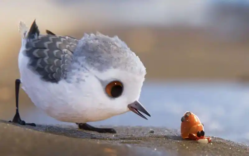 奥斯卡金像奖动画短片,《鹬》小鹬鸟的成长之路,超萌超治愈