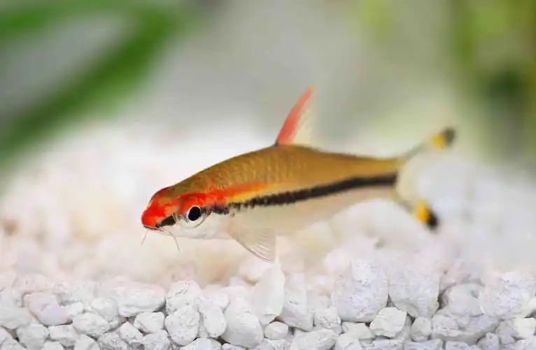 漂亮的小型观赏鱼,十种最漂亮的小型热带鱼_身体_蠕虫_紫色