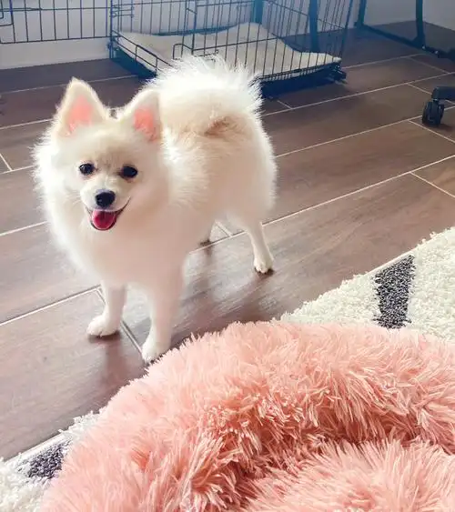 我的萌宠  #可爱的博美犬  #超级无敌无敌可爱博美犬