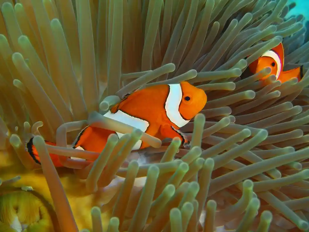 而且,小丑鱼还有着非常特别的行为习性.
