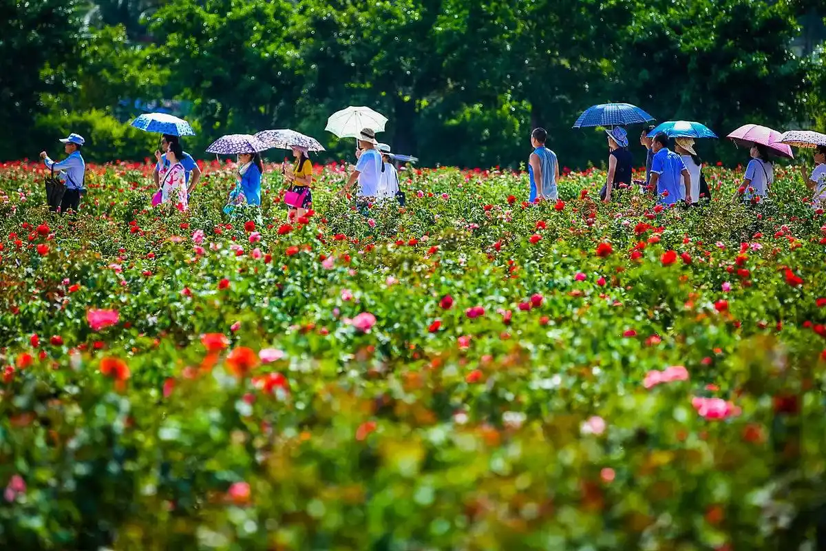 嬉行记# 亚龙湾国际玫瑰谷,一处融合了自然美景与精致人工景观的旅游