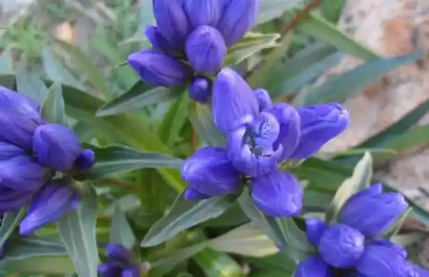 龙胆草是现代常见的一种中草药,为龙胆科植物龙胆,条叶龙胆,三花龙胆