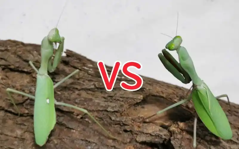 非洲绿巨螳螂vs澳洲斧螳螂