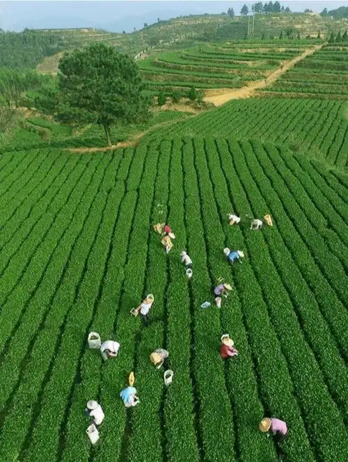 安溪全县茶园面积 60万亩,满山翠绿梯田,过滤了城市的尘嚣.