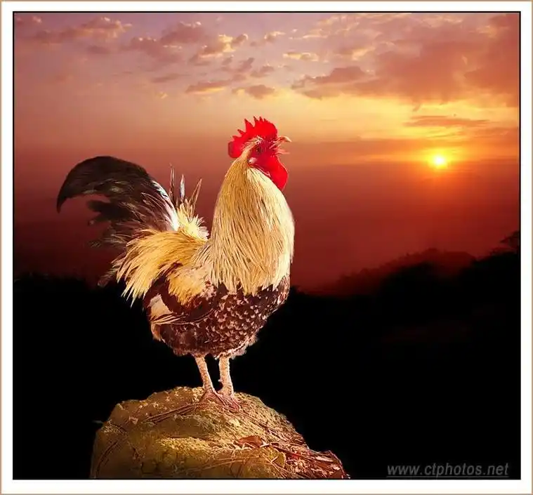 『原创』主题: 雄鸡一唱天下白!