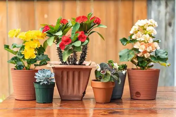 9种漂亮花,建议栽在小花盆里,小盆易出"精品",大盆易烂根