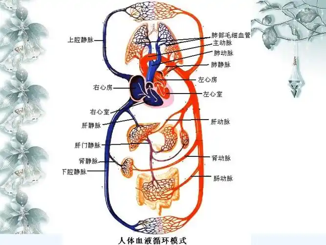生物人教版七年级下册输送血液的泵心脏2血液循环ppt