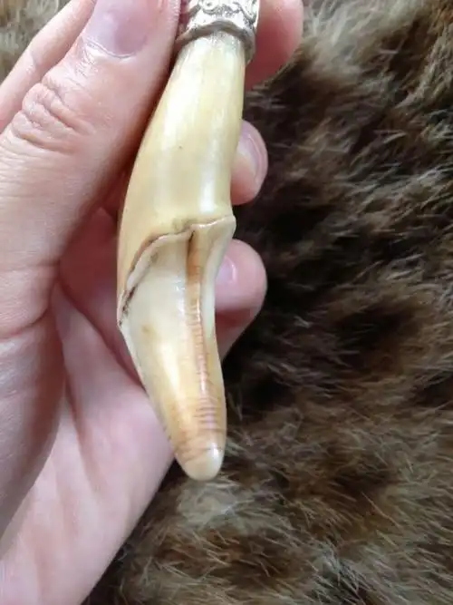 完美无缺大棕熊牙一个,尺寸7.9厘米.有兴趣的可以咨询哈[呲牙]