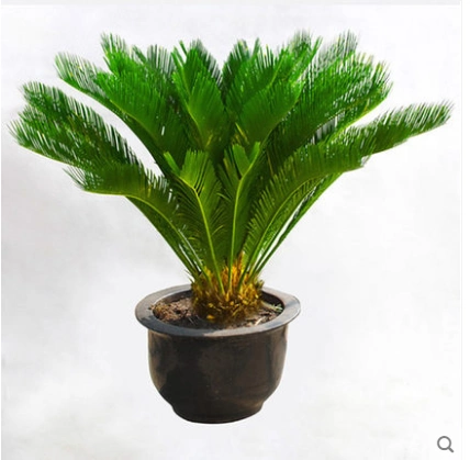 大型室外盆栽大铁树盆栽庭院室内花卉铁树盆景铁树苗四季常青植物