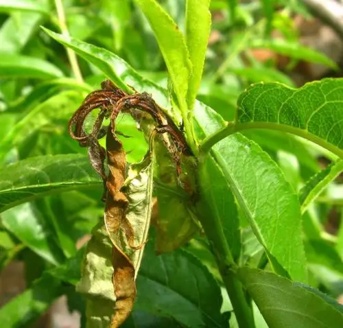 桃树顶端变黑枯死