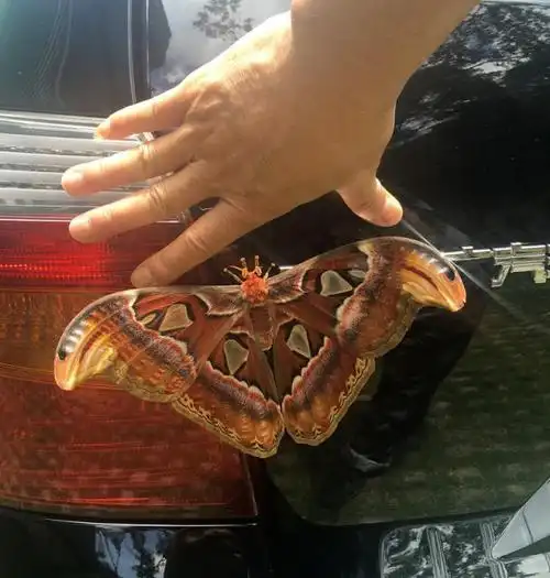 濒危帝王蛾现身!深圳沙头角林场发现体长20厘米世界最大蛾类