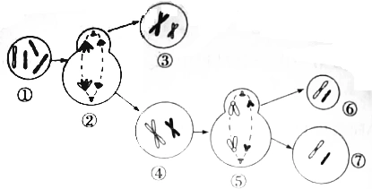 如图是某动物生殖细胞形成过程的简图,请回答下列问题.