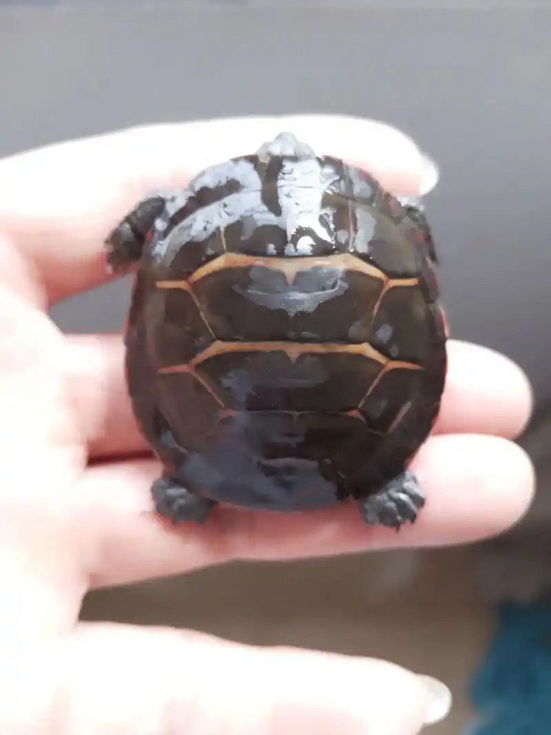 四开纹,爱心底纹东锦龟.