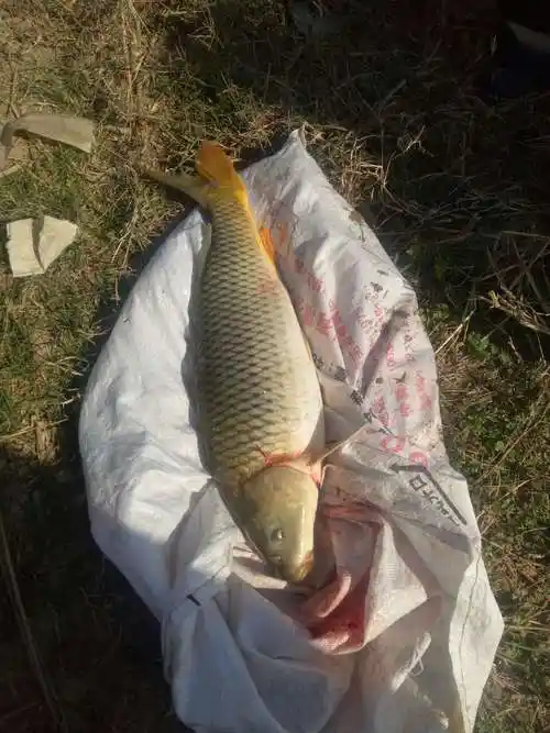 小伙在水库捕获了100斤鲤鱼,长达60厘米,后来怎么处理了?