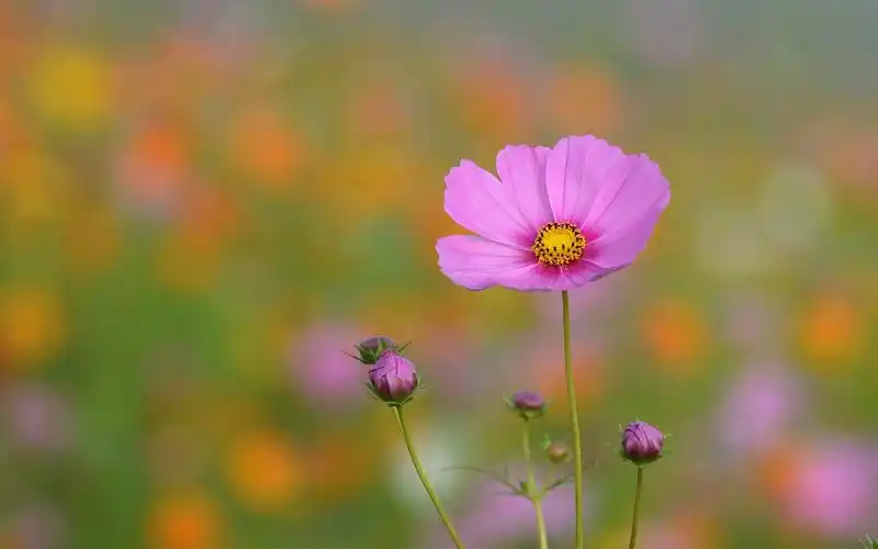 唯美波斯菊风景图片桌面壁纸