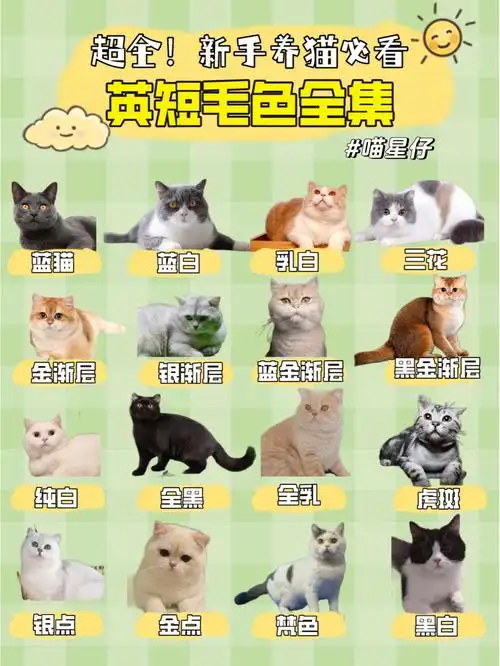 新手养猫必看英短最全合集来了你怎么选
