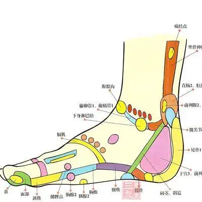 足内侧反射区