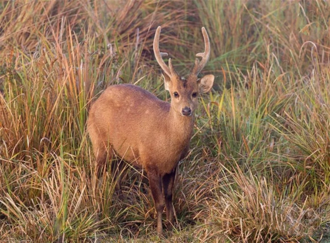 云南边境发现一稀有动物,长着鹿角,体形像猪,总低着头走路