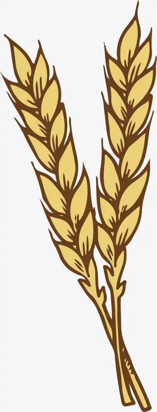 小麦简笔画图片大全小麦简笔画怎么画小麦谷物简笔画饱满的金黄色麦穗