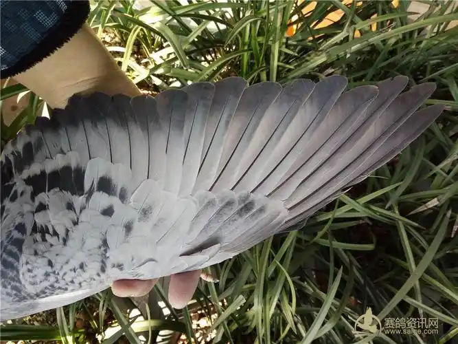 北京骆玉梅2015年秋季百鸽园联盟杯三关鸽王大奖赛团队参赛费每羽13