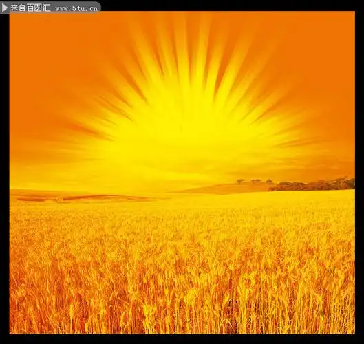 金光灿烂的麦田图片