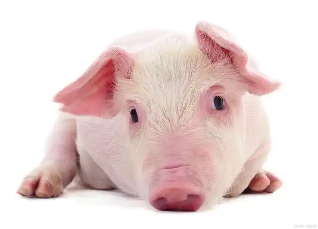 第一个就是固定乳房防饿,小猪出生当天呢,他是不会去分奶头的,想吃