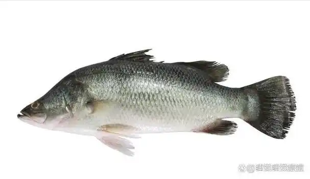 买鲈鱼,挑"大肚"还是"小肚"的?学会这几招摊主都夸你厉害!