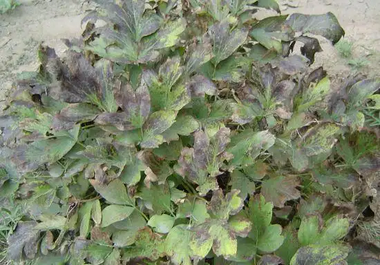 灰霉病是花卉常见的真菌性病害之一,其寄主范围广,能危害寄主的叶,茎