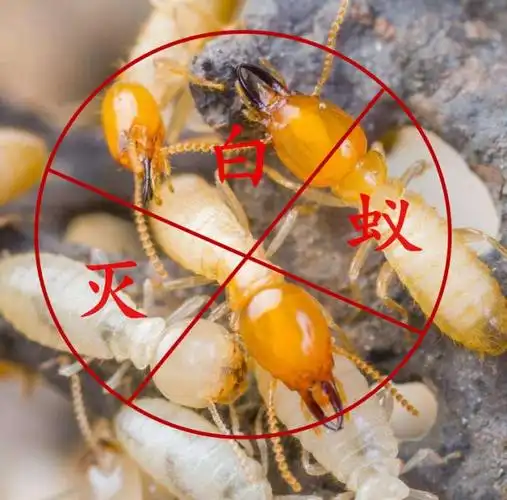 泉港白蚁防治泉港嘉信灭白蚁