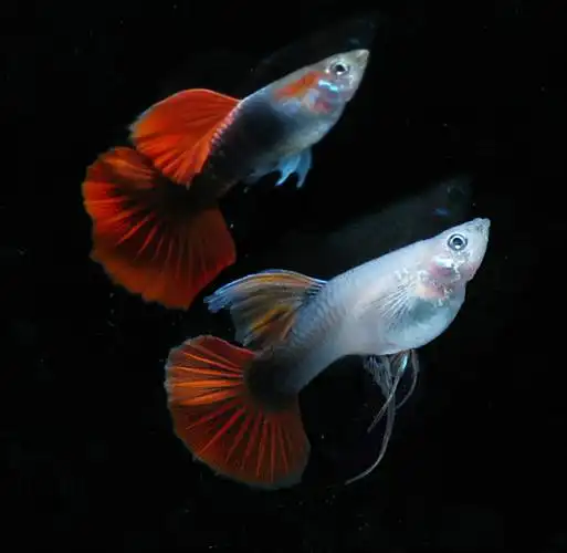 近百种热带鱼欣赏