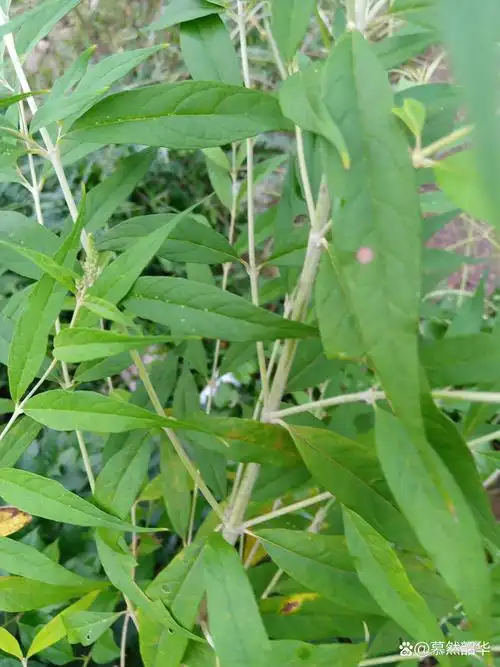 这个植物要注点意,它是马钱草科醉鱼草属植物,它有毒吗?