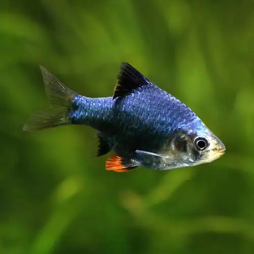 青青自然观赏鱼绿宝石热带鱼绿虎虎皮鱼群游鱼小型淡水鱼鱼