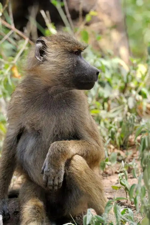 橄榄狒狒在肯尼亚马赛马拉国家公园