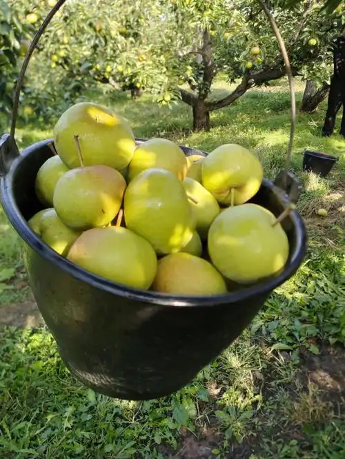 延边特产苹果梨