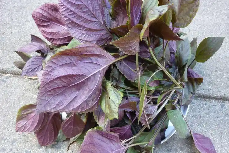 《后花园农事》——紫苏