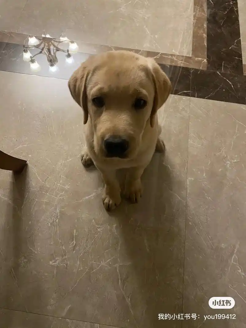 三个月的拉布拉多太馋了